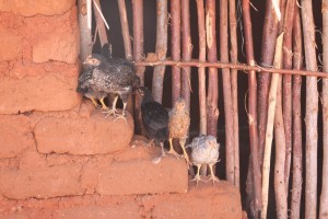 Rural poultry