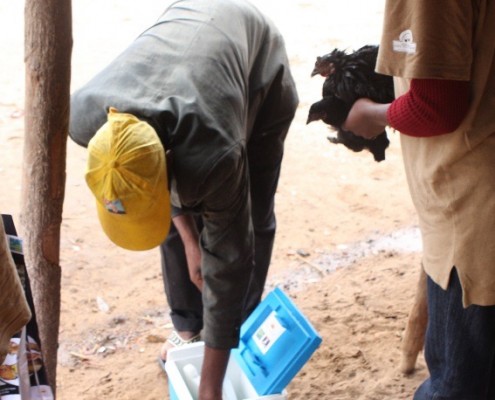 Community vaccinator taking vaccine from cooler box prior to vaccinating chickens