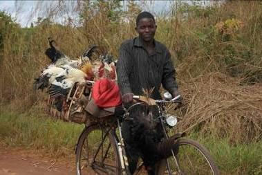 Chicken vendor coming from Makasanja Market (Mozambique) in the direction of Malawi