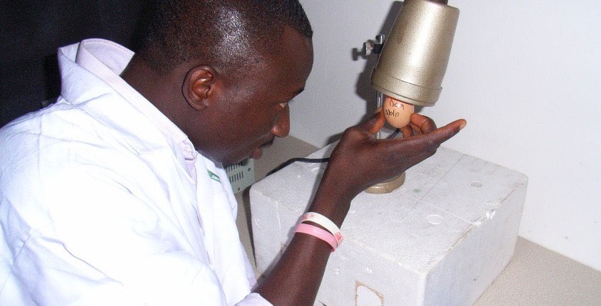 Workshop participant in Ghana candling eggs to check embryo viability for vaccine production