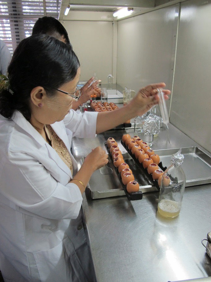 Laboratory staff demonstrating harvesting allantoic fluid to make I-2 Newcastle disease vaccine