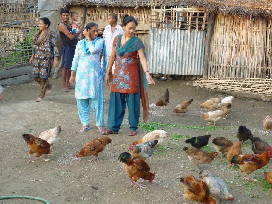 Workshop participants undertake a field visit to look at impact of Newcastle disease vaccination on village chickens, with flock sizes increasing dramatically.