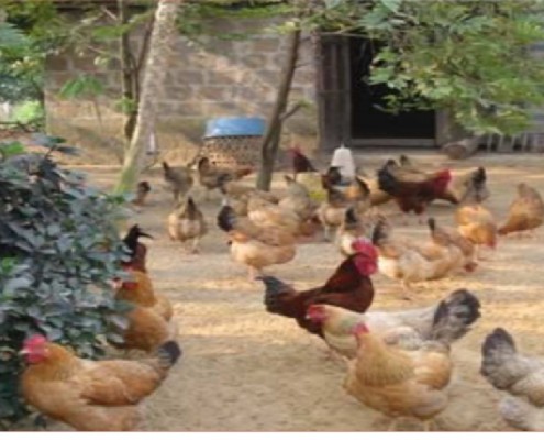 Ghana VSD