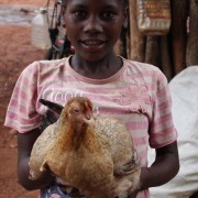 Family poultry KYEEMA 5