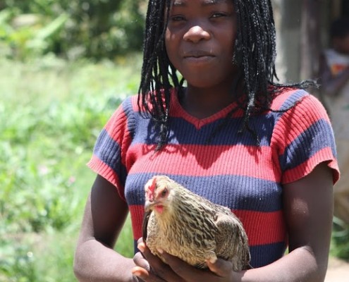 Family poultry KYEEMA 3
