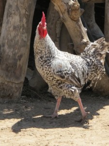 KYEEMA chicken
