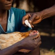 Chickens4Africa winning