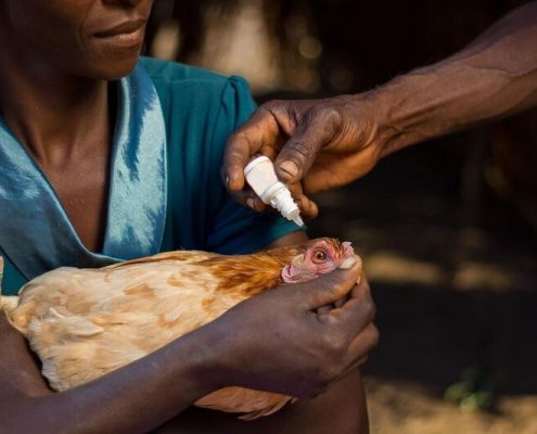 Chickens4Africa winning