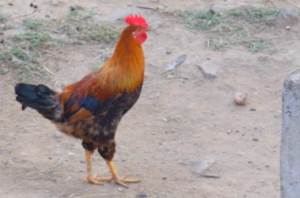 Image of chicken