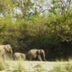 elephants