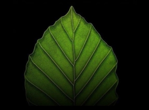 Valuing Nature