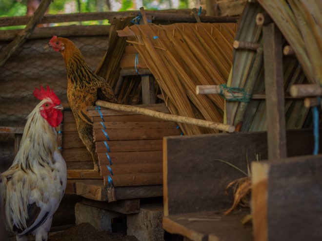 Nature-based solutions chicken house