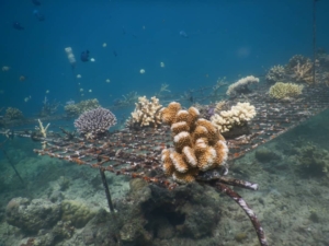 nature based solutions coral garden