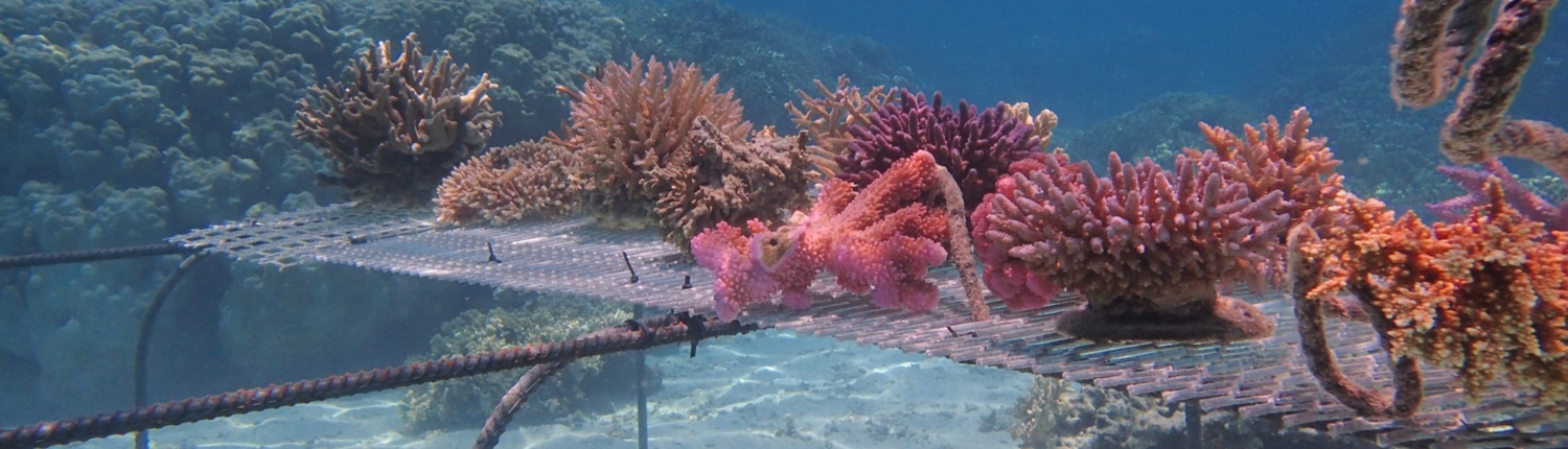 Nbs project FIji coral nursery site