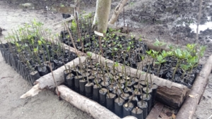 Mangrove seedlings Tubs