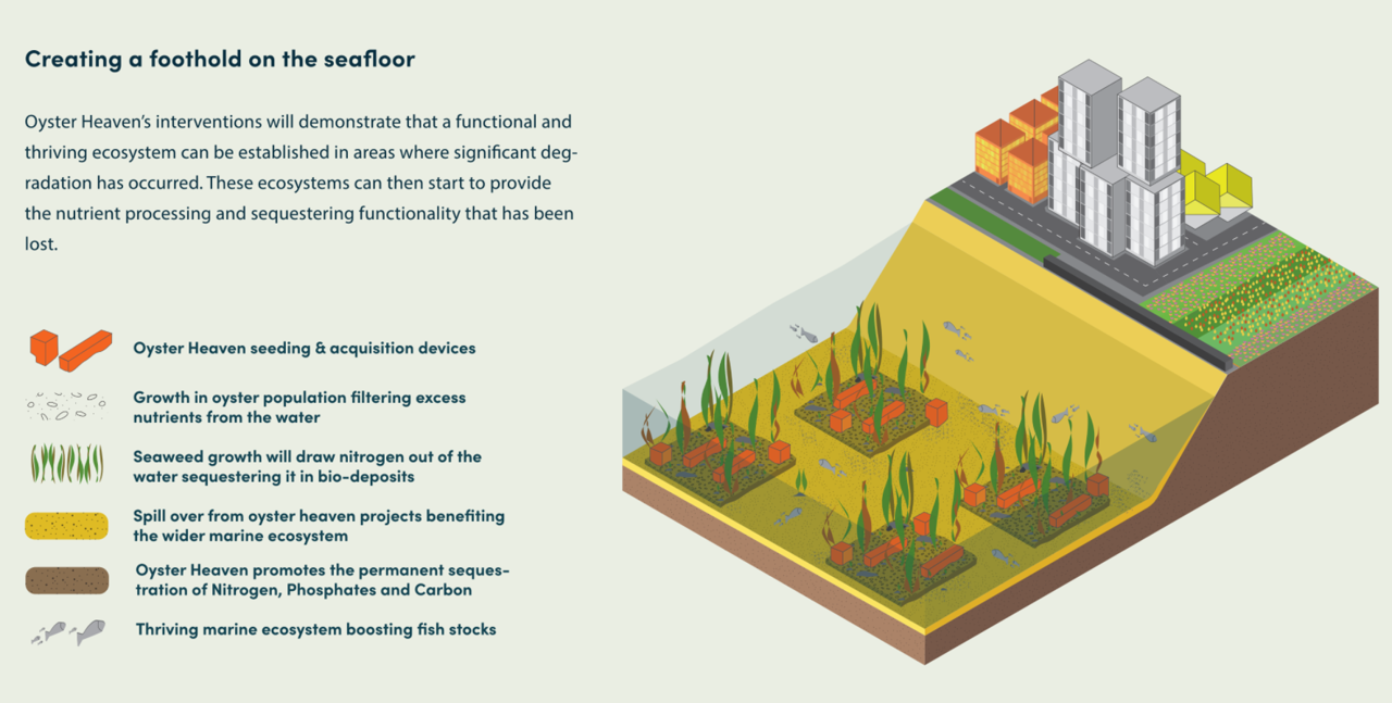 Oyster Heaven Infographic