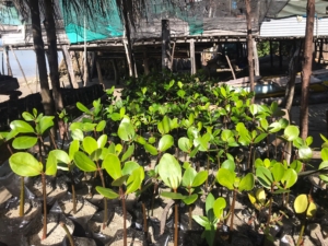Resilient Communities and mangrove restoration