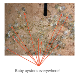 Oyster Heaven larvae developed into spats