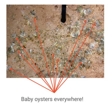Oyster Heaven larvae developed into spats