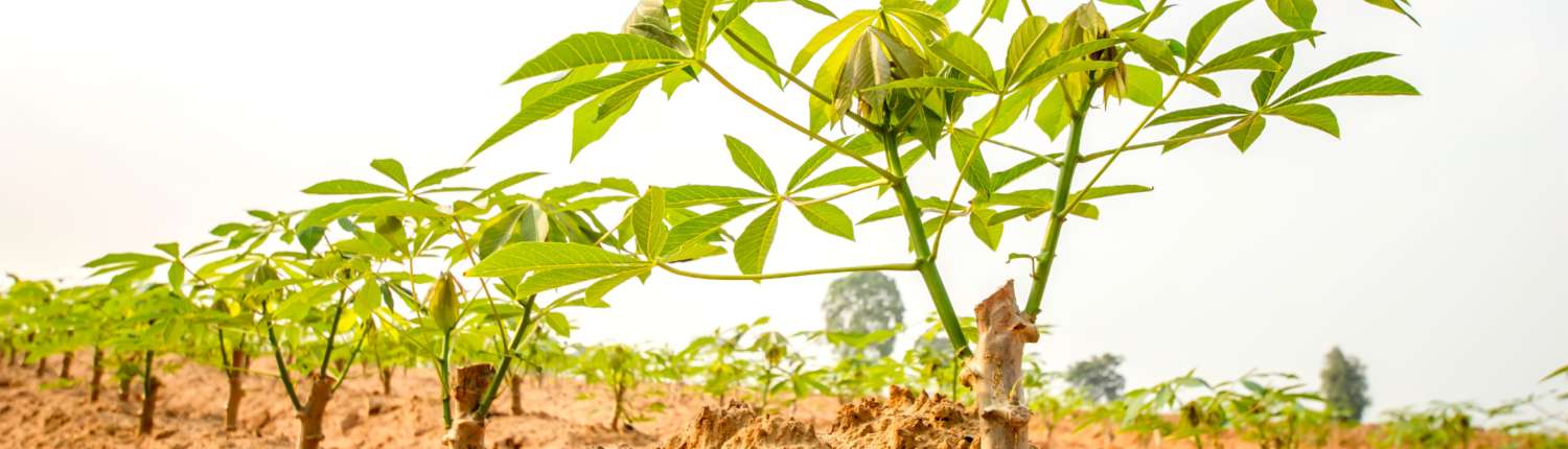 Cassava Cultivation Challenge Fund