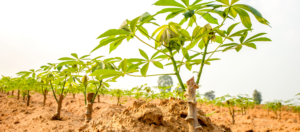 Cassava Cultivation Challenge Fund