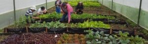 PSF agro-ecological nursery