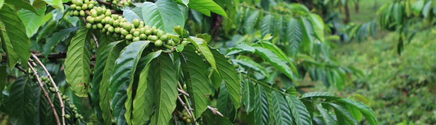 FarmTree Tool Advancing Agroforestry for small holder coffee farmers
