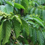 FarmTree Tool Advancing Agroforestry for small holder coffee farmers