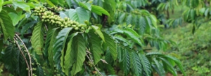 FarmTree Tool Advancing Agroforestry for small holder coffee farmers