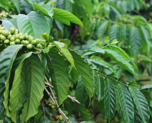 FarmTree Tool Advancing Agroforestry for small holder coffee farmers
