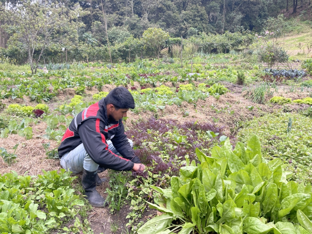 PSF Colombia