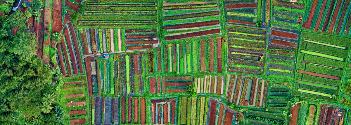 regenerative agriculture