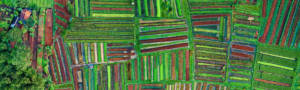 regenerative agriculture