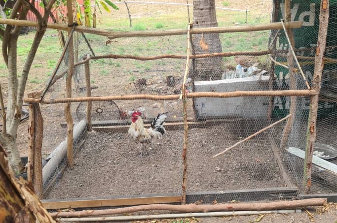 Chicken house Barakau
