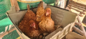 Koivi follow up chickens