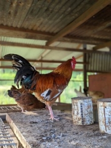 PNG Rooster