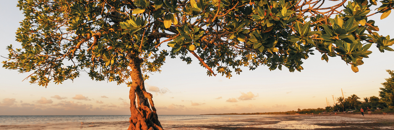 Front page beach fig tree