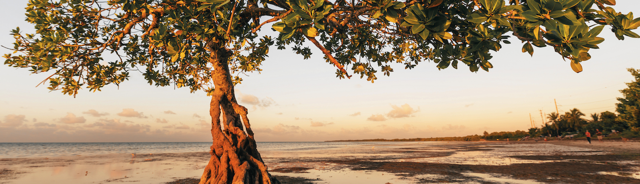 Front page beach fig tree
