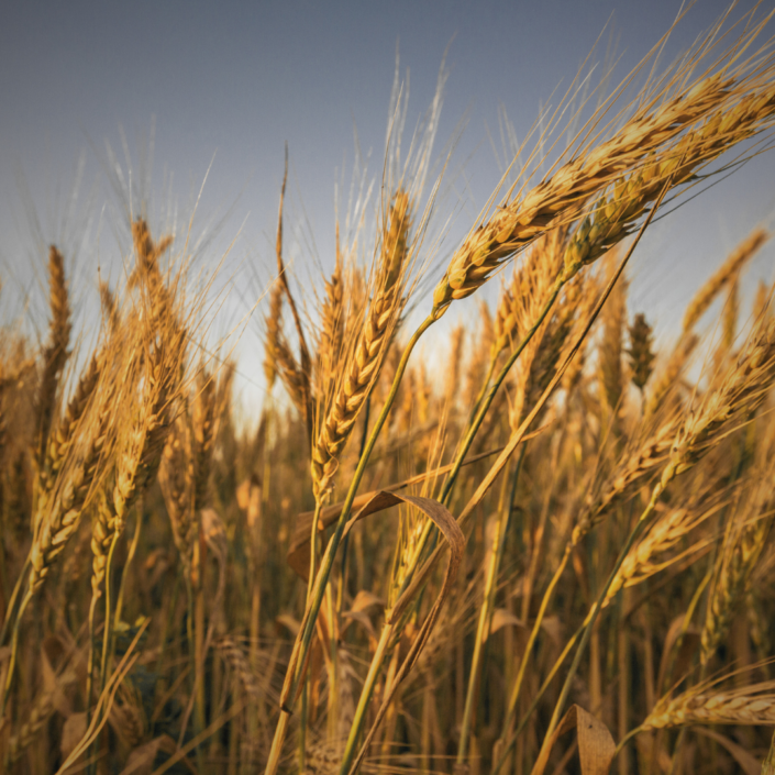 Nutrition, Health and Livelihoods
