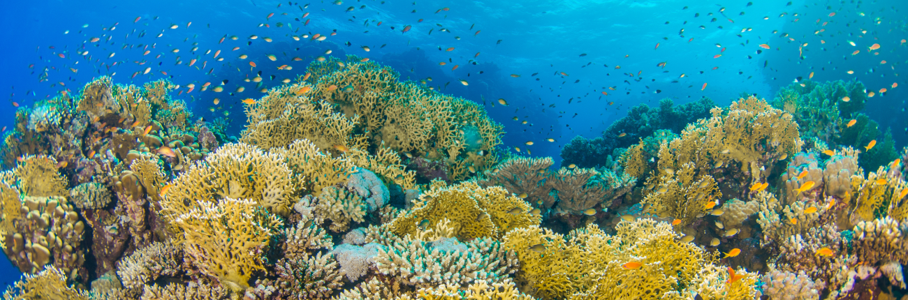 Reefs of Hope