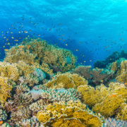 Reefs of Hope