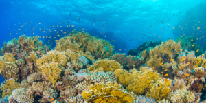 Reefs of Hope