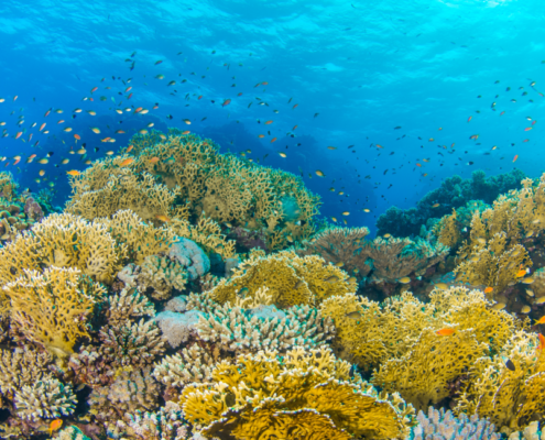 Reefs of Hope