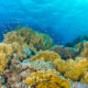 Reefs of Hope
