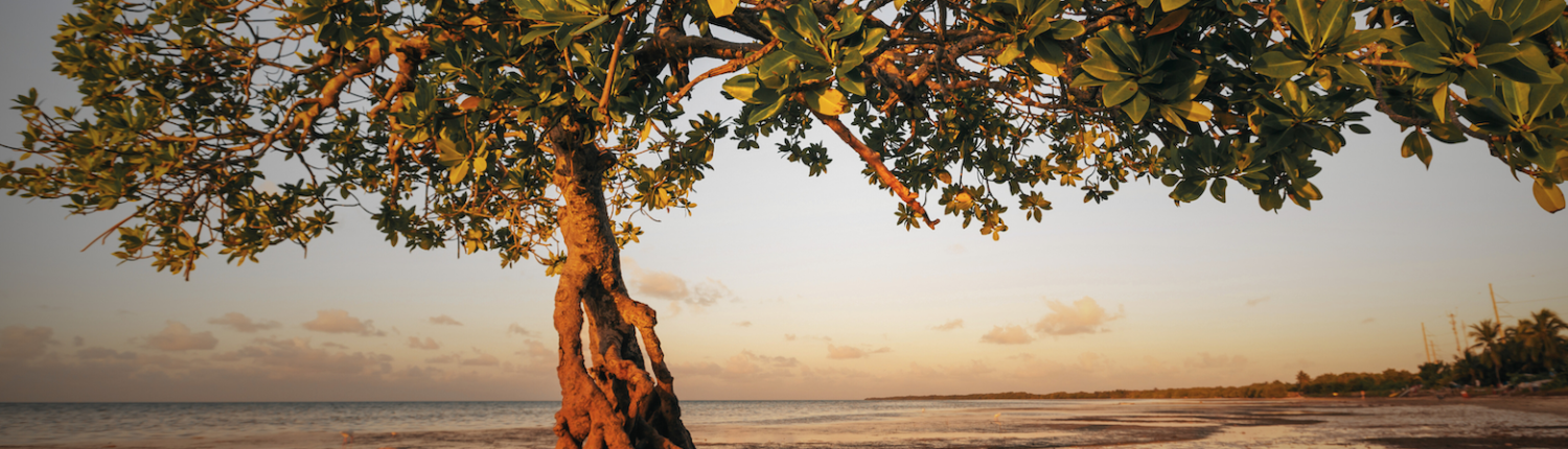 Mangrove brand banner image