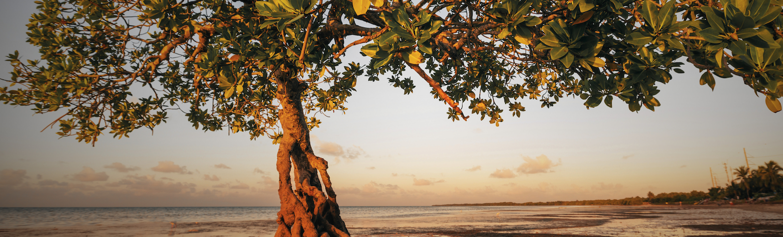 Mangrove brand banner image