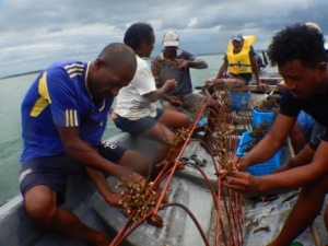 Yule Island coral nursery building