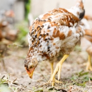 Village Chicken Businesses in Mozambique