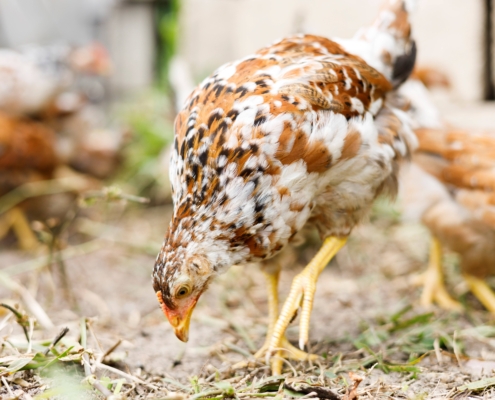 Village Chicken Businesses in Mozambique