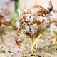 Village Chicken Businesses in Mozambique